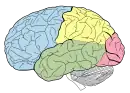 The lobes of the brain, viewed laterally