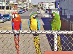 Quadram Quadcolor II 320 x 200 x 136 colors mode (corrected for aspect ratio)