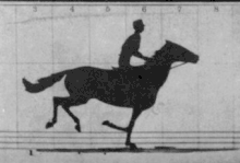 Image 40GIF animation from retouched pictures of The Horse in Motion by Eadweard Muybridge (1879). (from History of film technology)